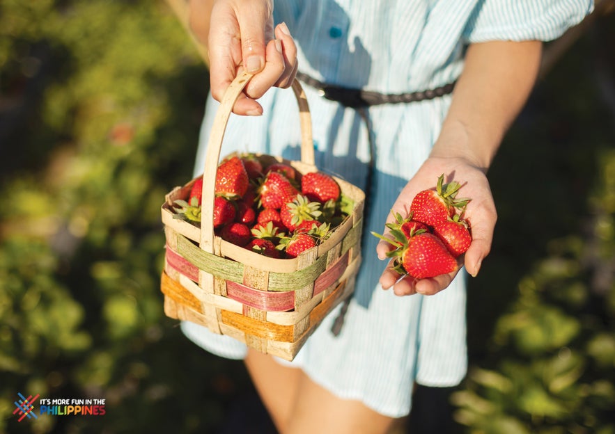 Freshly picked strawberries from La Trinidad Freshly picked strawberries from La Trinidad