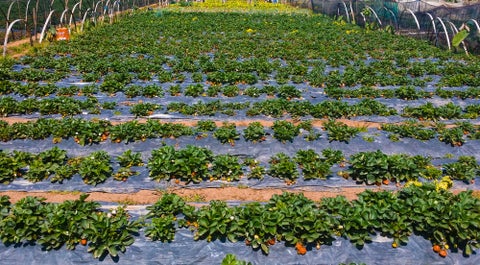 Strawberry bushes in a farm in Benguet