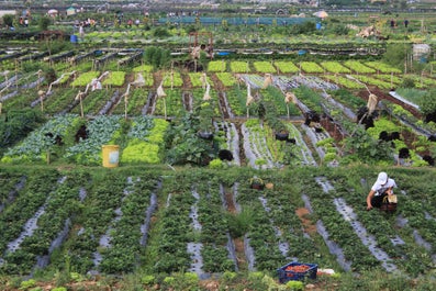 People picking strawberries in La Trinidad Benguet