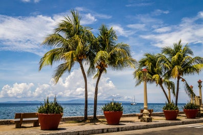 Plants along Rizal Boulevard