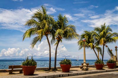 Plants along Rizal Boulevard