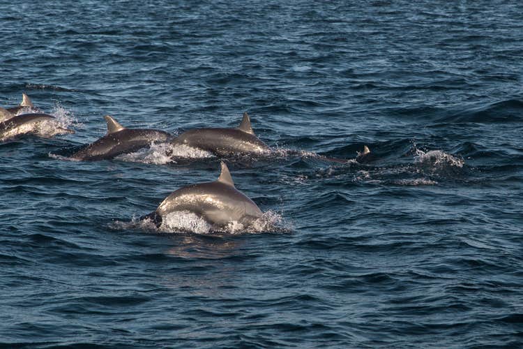 Dolphins in Pamilacan Island in Bohol