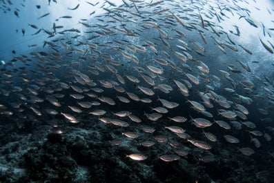 Sardine Run in Moalboal Cebu