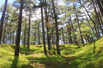 Pine trees in an open field in Baguio