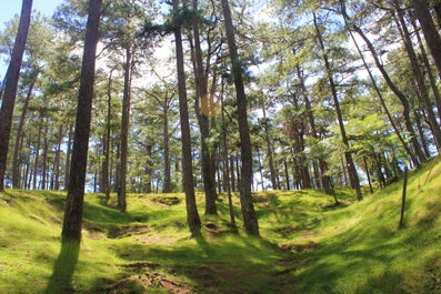 Pine trees in Baguio City