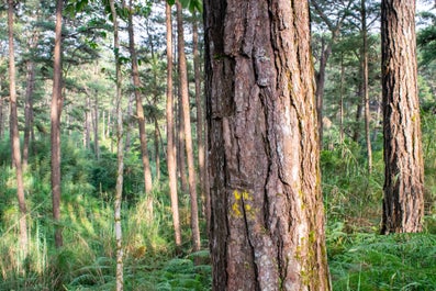 Closeup of the bark of a pine tree in Baguio City