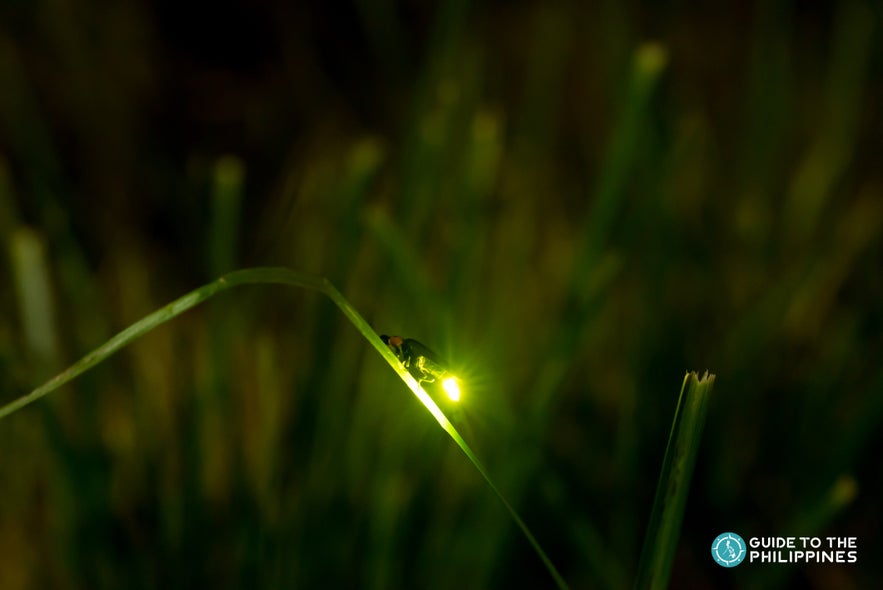 Firefly watching at Iwahig River at night  Firefly watching at Iwahig River at night