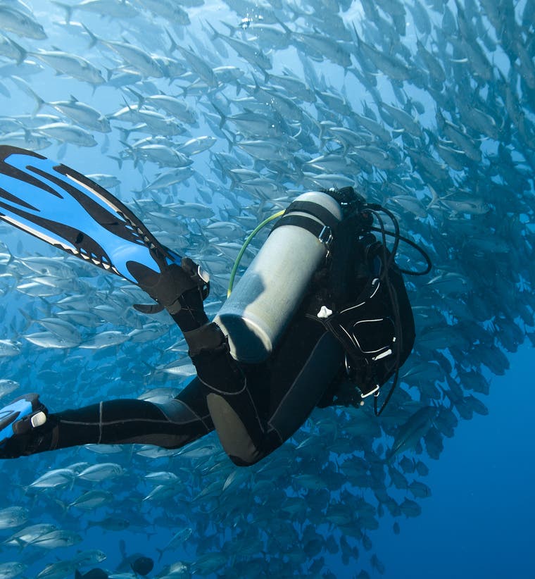 Bohol Diving Courses and Packages