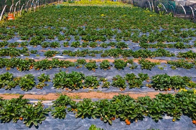 Strawberry Farm in La Trinidad Benguet
