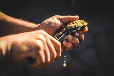 A local shucking oyster at the Cambuhat Oyster Farm
