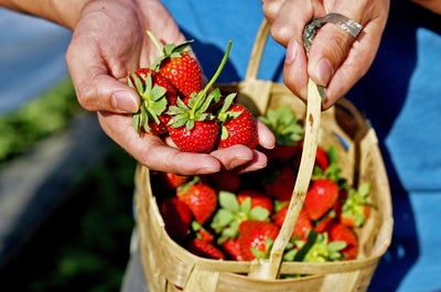 Fresh strawberries from a farm in Benguet