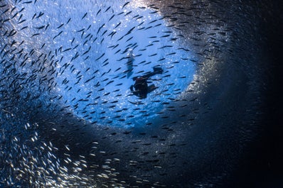 Sardine Run in Moalboal