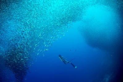 Sardine run in Moalboal