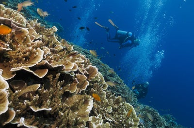 Nitrox diving session in Cebu