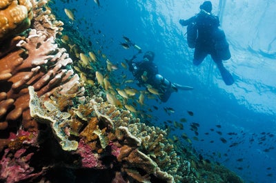 Beautiful marine life at Cebu