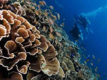 Beautiful corals and fishes at White Beach