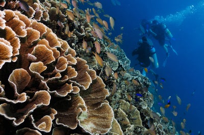 Beautiful corals and fishes at White Beach