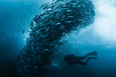 Diving with a school of sardines in Cebu