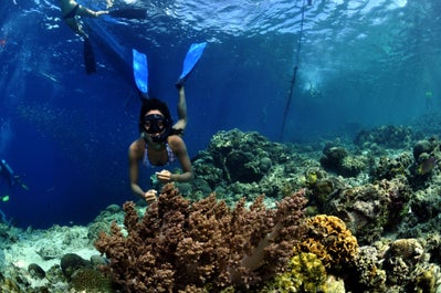 A diver during a fun dive session in Cebu