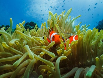 Colorful marine life in Cebu