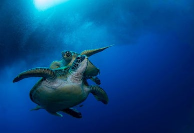 Sea turtles at the Turtle Marine Sanctuary in Cebu