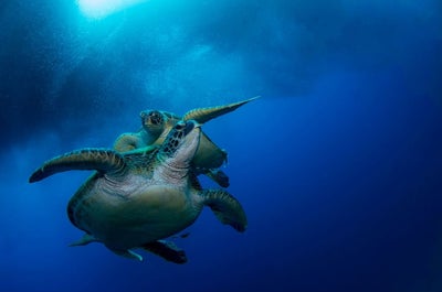 Sea turtles at the Turtle Marine Sanctuary in Cebu