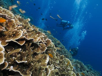 Two divers at Kasai Point in Cebu