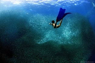 A woman going to the sardine run in a dive spot in Cebu