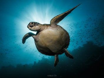 A sea turtle at the Turtle Marine Sanctuary in Cebu