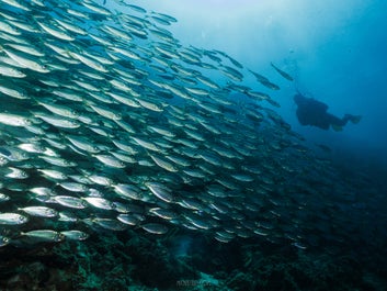 Sardine Ball experience in Cebu