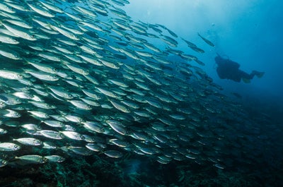 Sardine Ball experience in Cebu