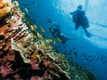 Two photographers during a dive session in Cebu