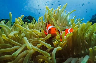 Enjoy the vibrant marine life at various diving spots in Cebu