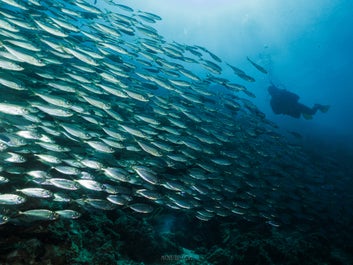 Sardine run experience in Moalboal