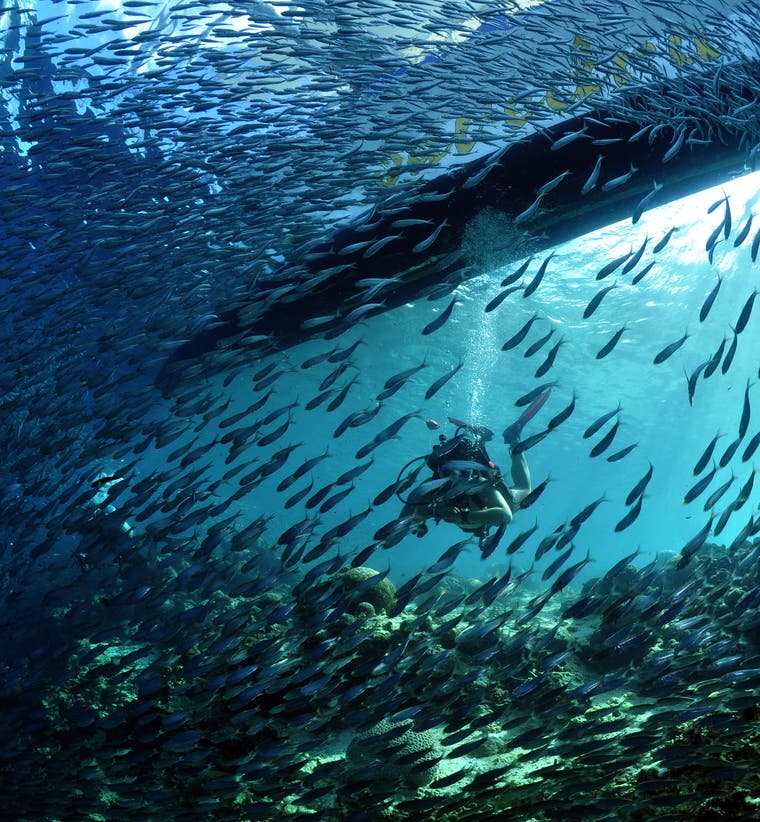 Philippines Learn to Dive Packages