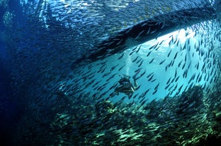 Swimming with a school of fishes in a dive spot in Cebu