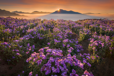 Flowers in a Northern Blossom Farm in Atok Benguet