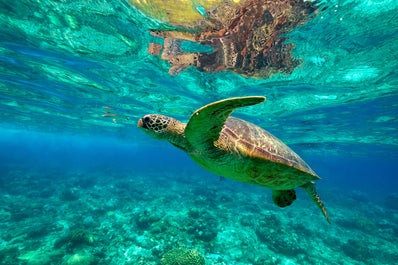 A sea turtle seen from Apo Island's clear blue waters