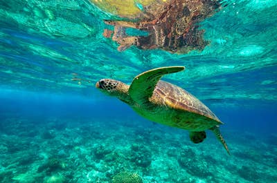 A sea turtle seen from Apo Island's clear blue waters