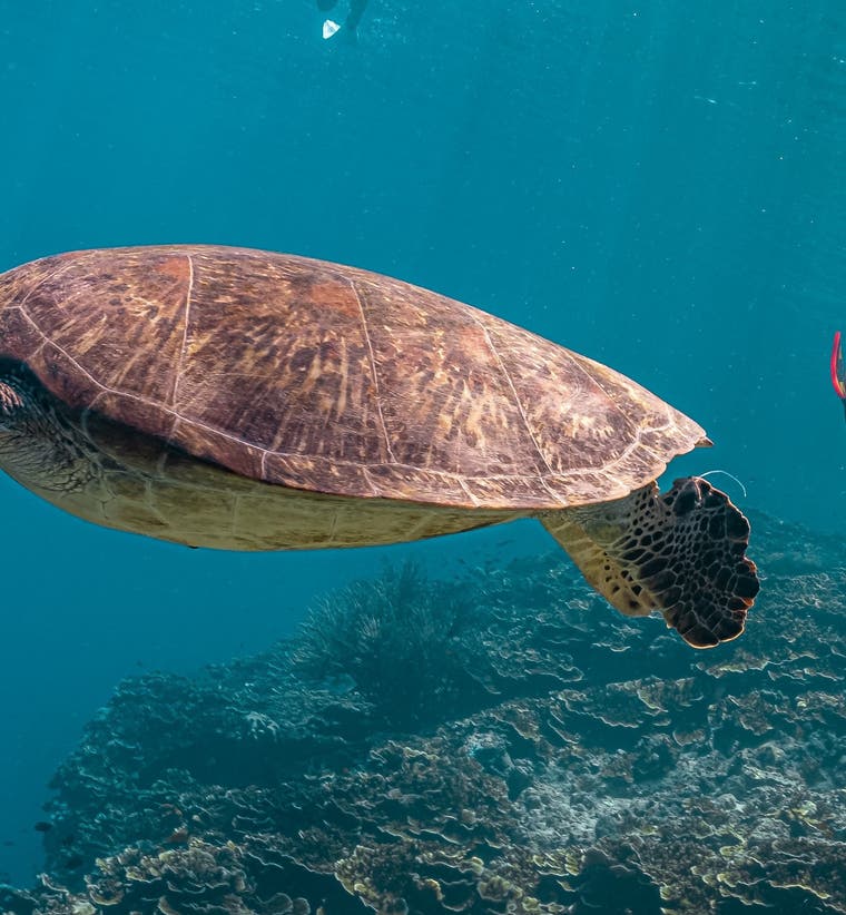 Moalboal Diving Courses and Packages