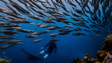 A diver in Cebu's sardine run