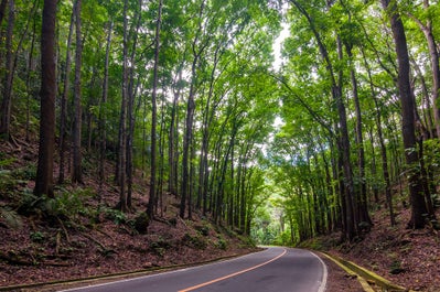 Bilar Manmade forest in Bohol