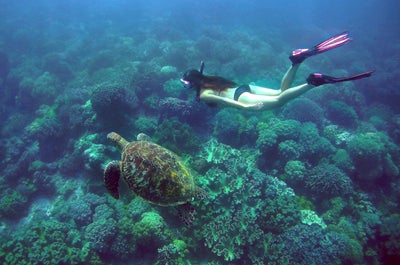 A diver with a sea turtle in Apo Island Dumaguete