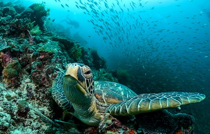 Pescador Island in Cebu