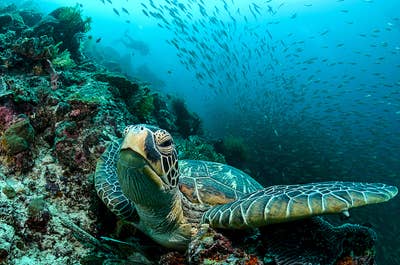 Pescador Island in Cebu