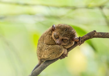 Tarsier Sanctuary in Bohol