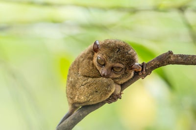 Tarsier Sanctuary in Bohol