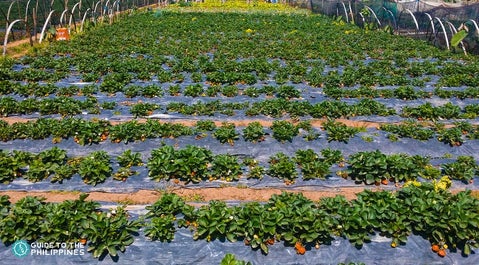 Strawberry Farm in Benguet