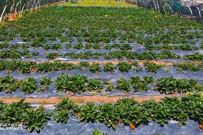 Strawberry Farm in La Trinidad Benguet