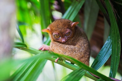 Tarsier Sanctuary in Bohol